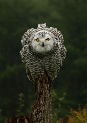 Dramatic Snowy Owl