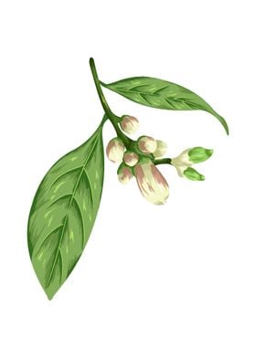 Lemon Buds Botanical Art