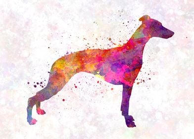 Whippet in watercolor