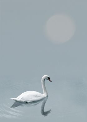 Swan on misty lake