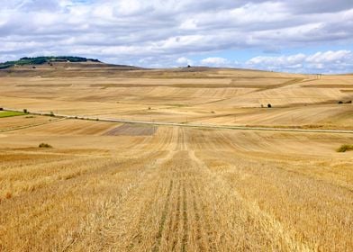 Wheat fields