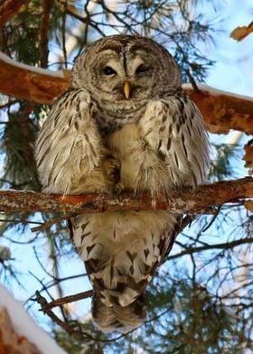 Barred owl king