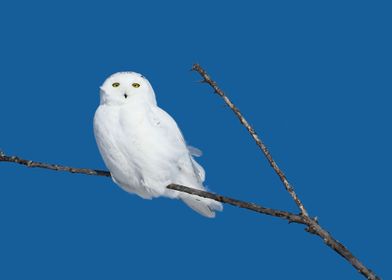 Male snowy owl