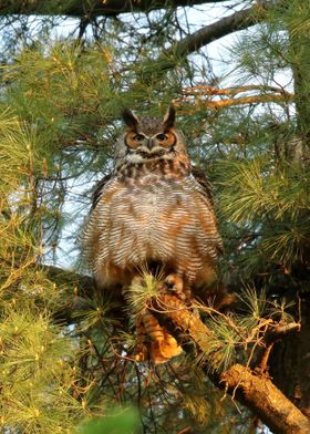 Mom great horned owl