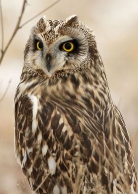 Shored ear owl close up