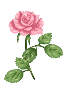 Rose Pink Botanical Art