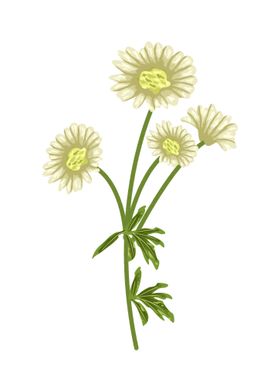 Daisy Botanical Art