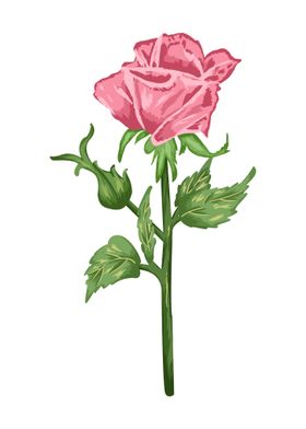 Rose Pink Botanical Art