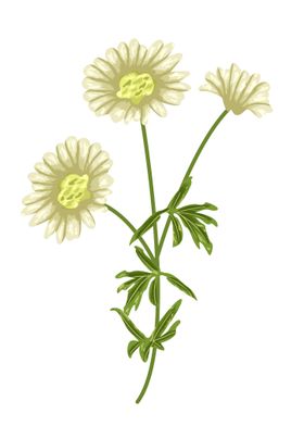 Daisy Botanical Art