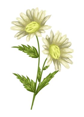 Daisy Botanical Art