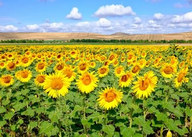 Sunflower field