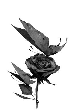 BLACK ROSE 01 