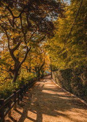 Autumn Alley