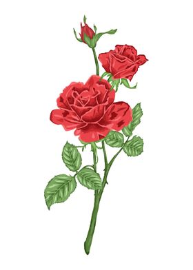 Red Rose Botanical Art