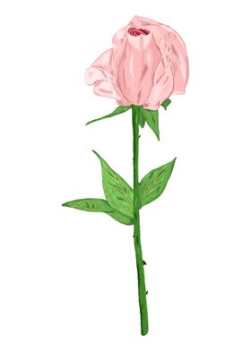 Rose Pink Botanical Art