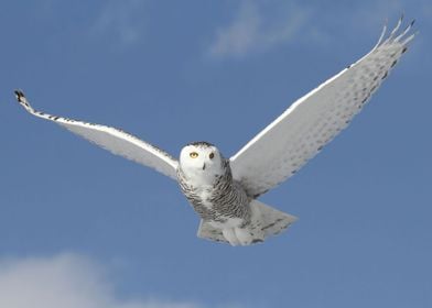 Snowy Angel in flight