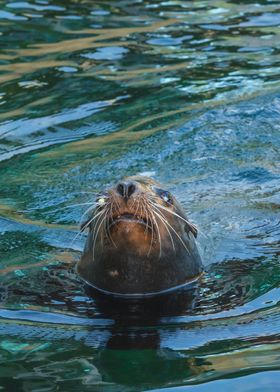 Seal closeup 