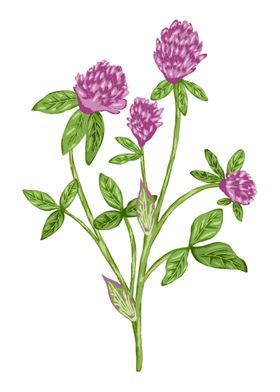 Red Clover Flower 