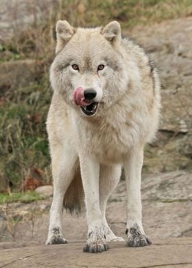 Hungry wolf