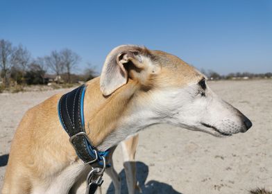 Greyhound