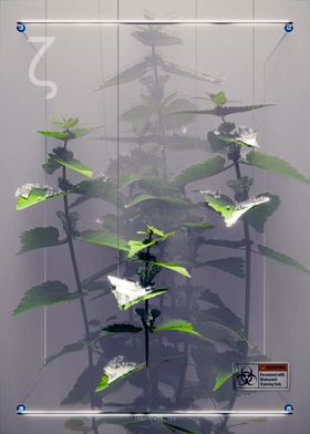 Vegetal Fog Specimen Zeta