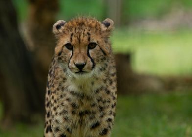 cheetah