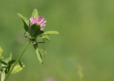 praying mantis