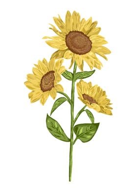 Sun Flower Botanical Art