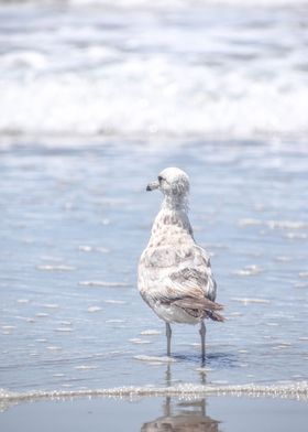 Seagull Ocean Pastels