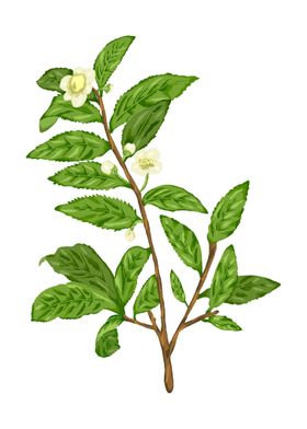 Tea Plant Botanical Art