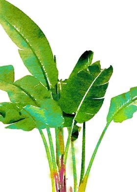 Tropical Banana Leaves