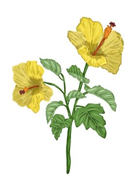 Yellow Hibiscus Botanical 