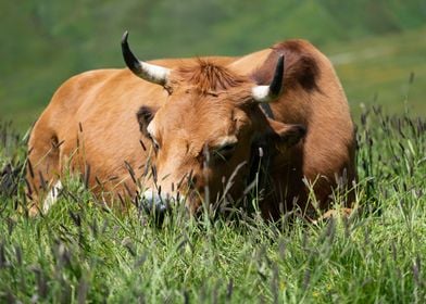 Cow in the meadow