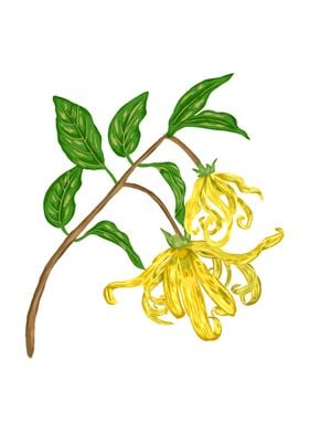 Ylang Ylang Botanical Art