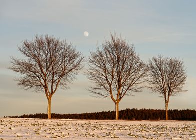 Evening light in winter