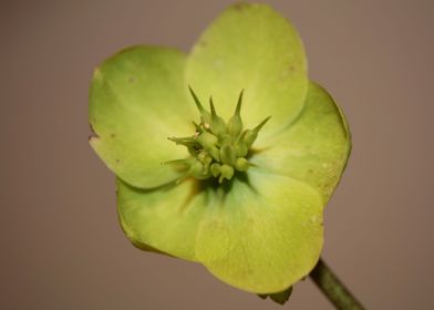 Helleborus flower blossom