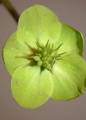 Helleborus flower blossom