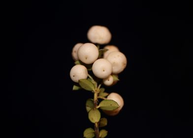 Symphoricarpos fruit macro