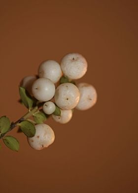 Symphoricarpos fruit macro