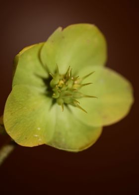 Flower blossoming close up