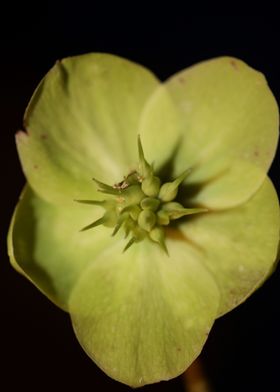 Helleborus flower blossom