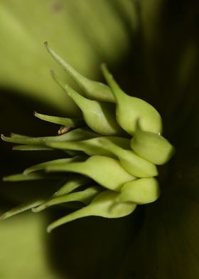 Helleborus flower close up