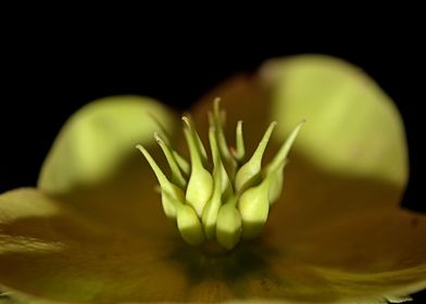 Flower blossoming close up