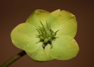 Helleborus flower blossom