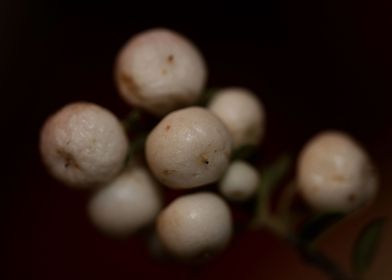 Symphoricarpos fruit macro