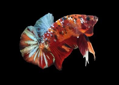 Multicolor Betta Fish