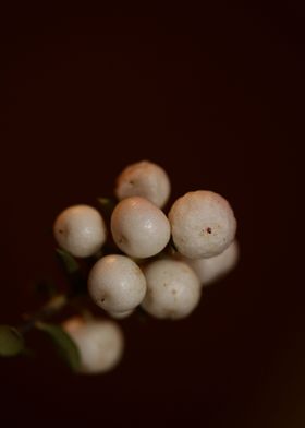 Symphoricarpos white fruit