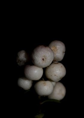 White symphoricarpos fruit