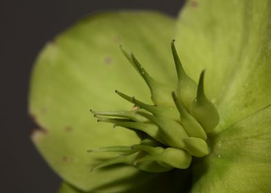 Helleborus flower close up