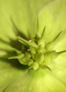 Helleborus flower close up